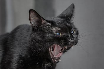 black-cat-screaming