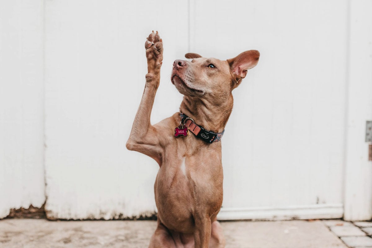 dog asking a question